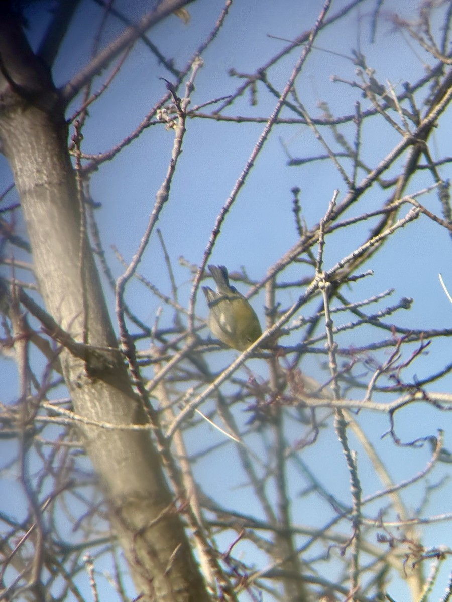 Northern Parula - ML647306325