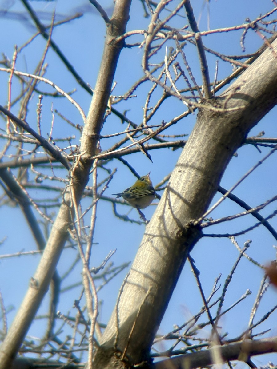 Northern Parula - ML647306326