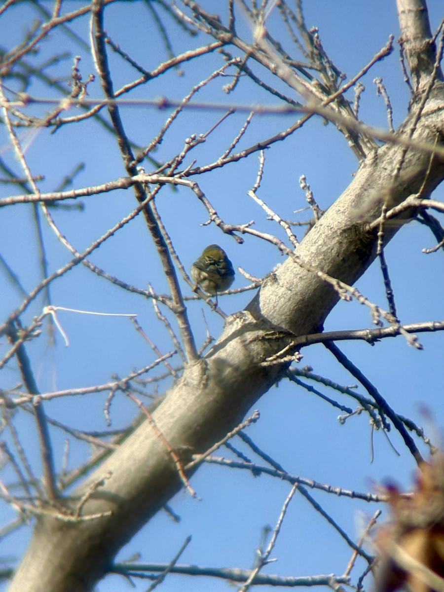 Northern Parula - ML647306327