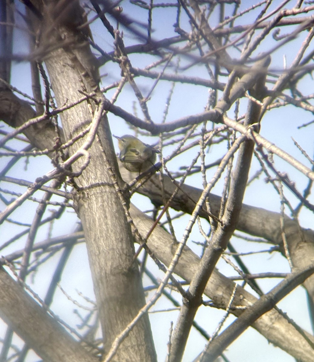 Northern Parula - ML647306328