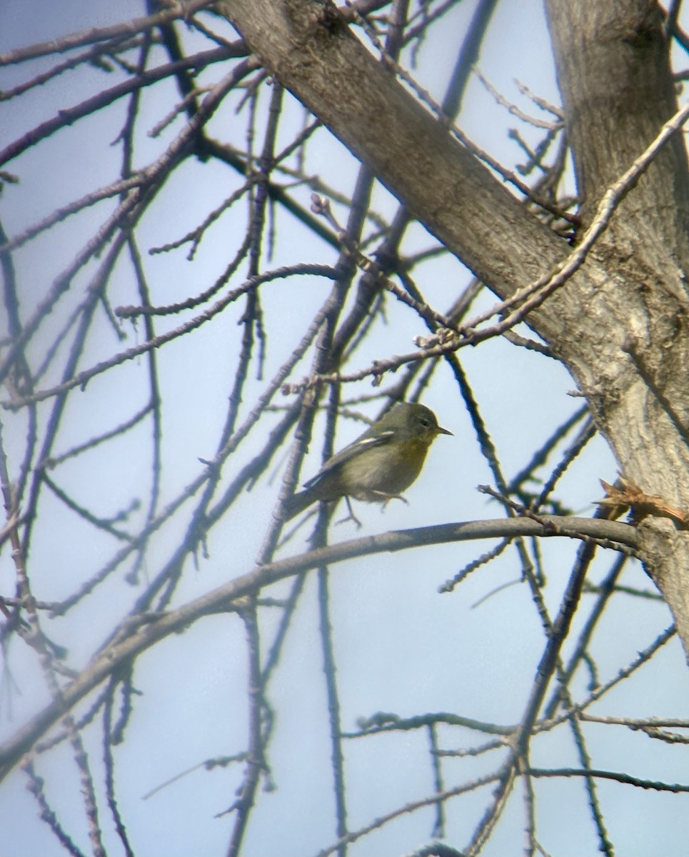 Northern Parula - ML647306329