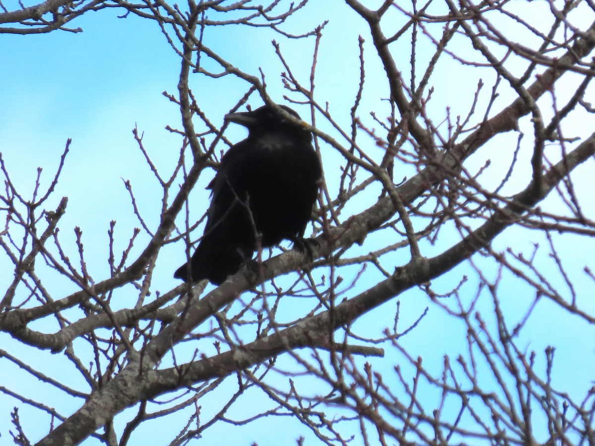 Amerika Kargası - ML647306334