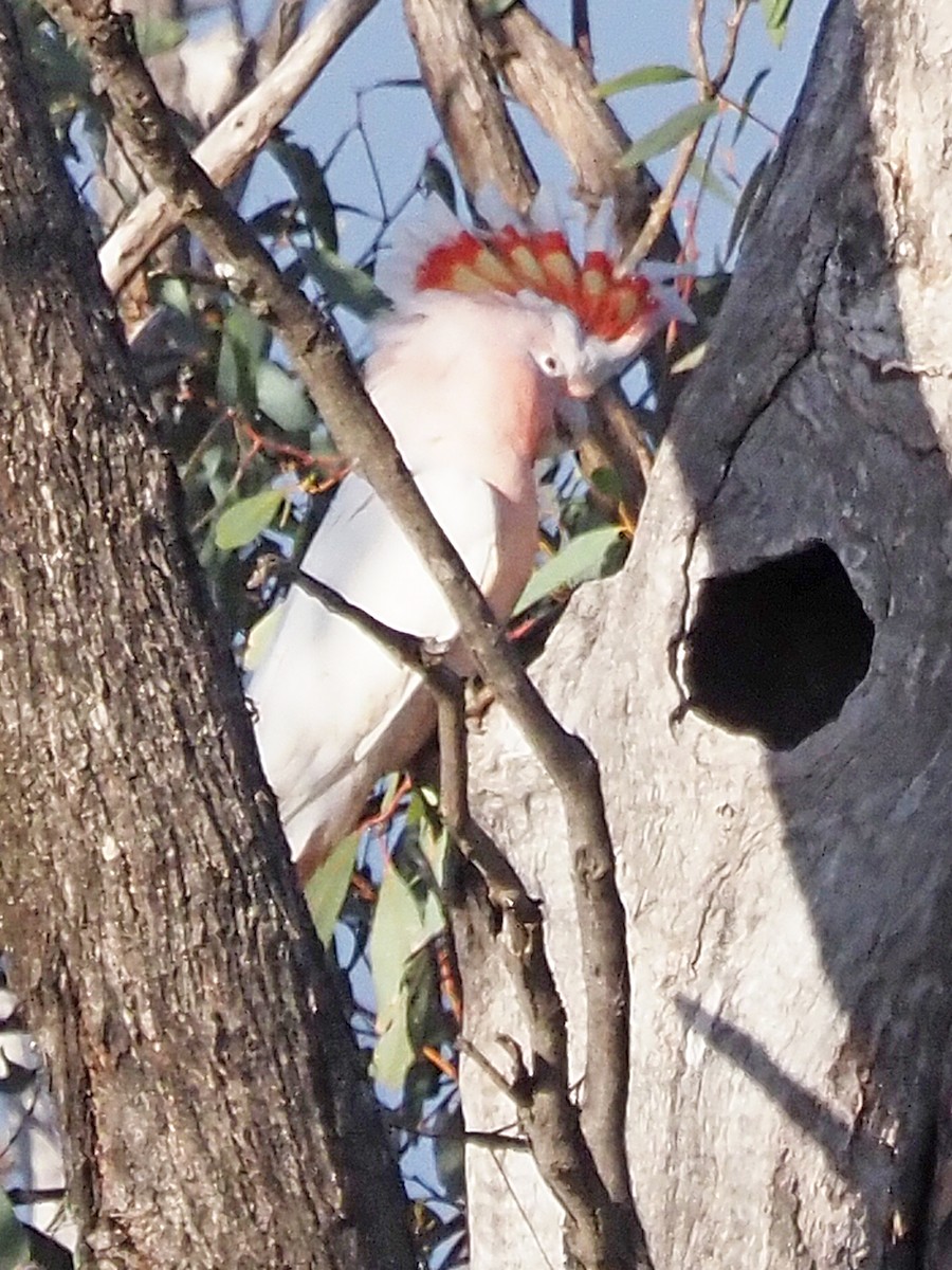 Pink Cockatoo - ML647306350