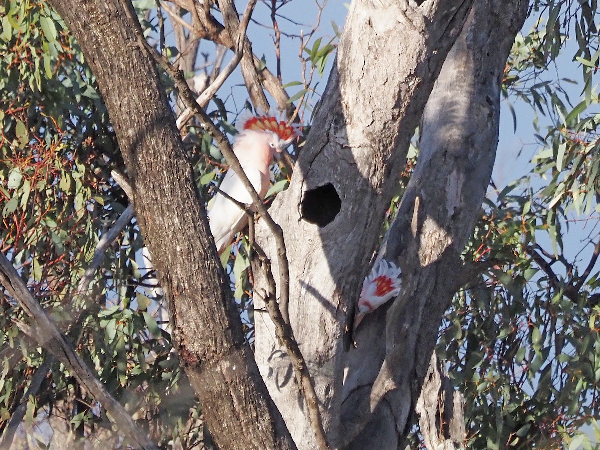 Pink Cockatoo - ML647306353