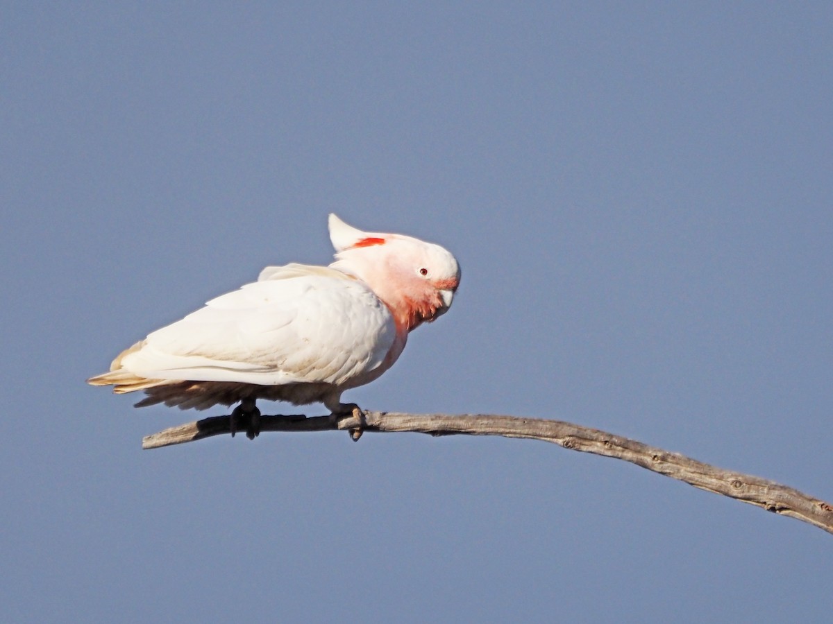 Pink Cockatoo - ML647306370
