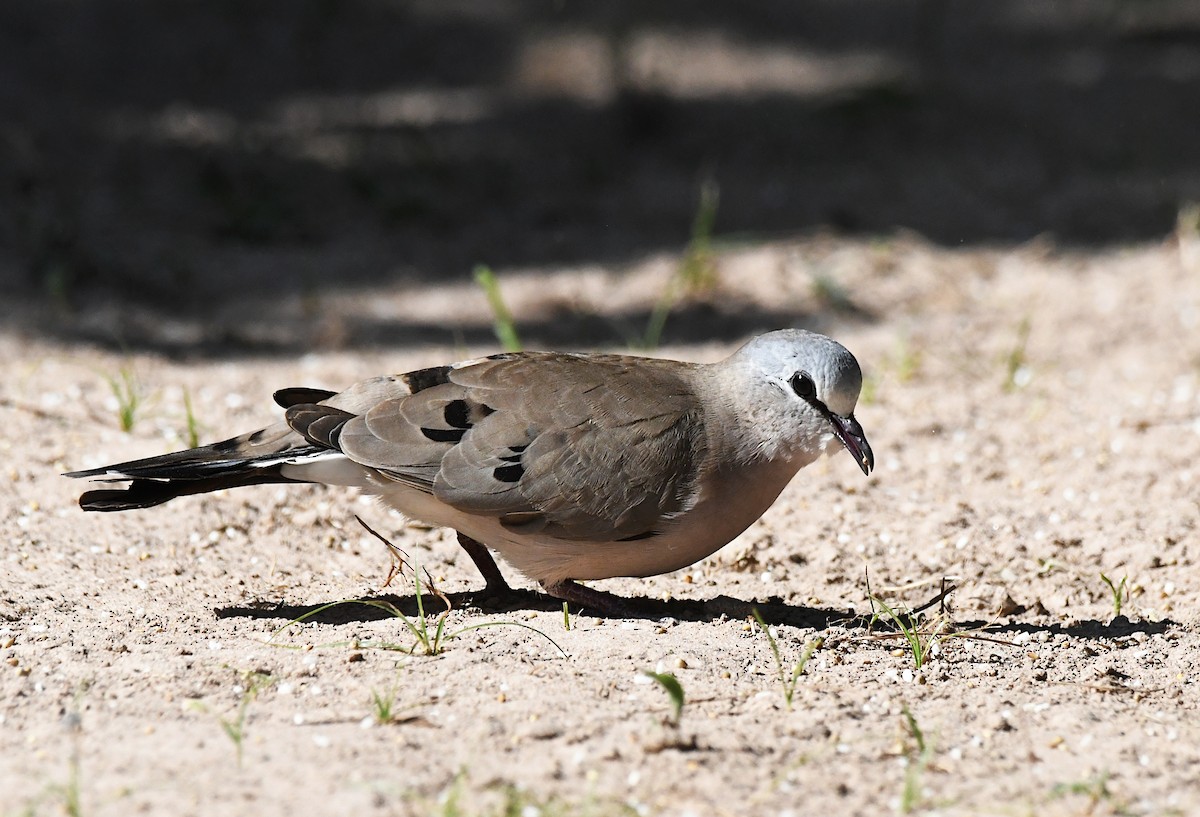 Black-billed Wood-Dove - ML647306374