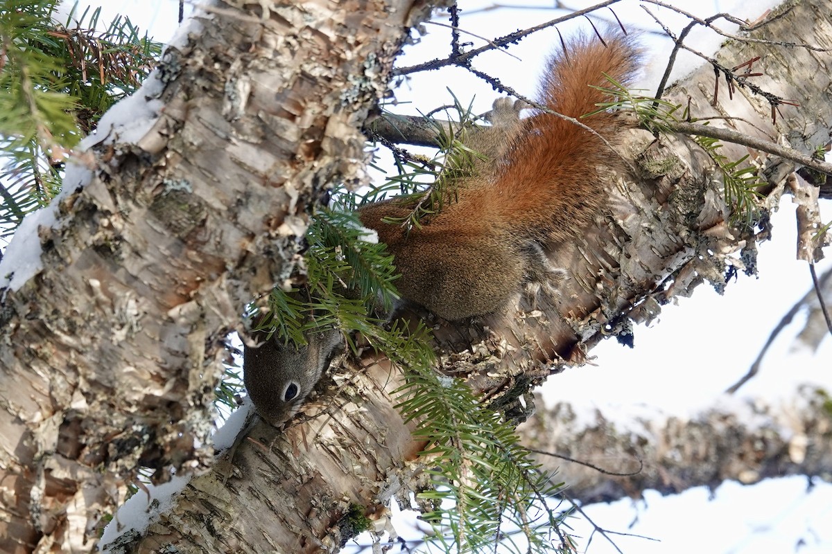 Mammals - ML647306382