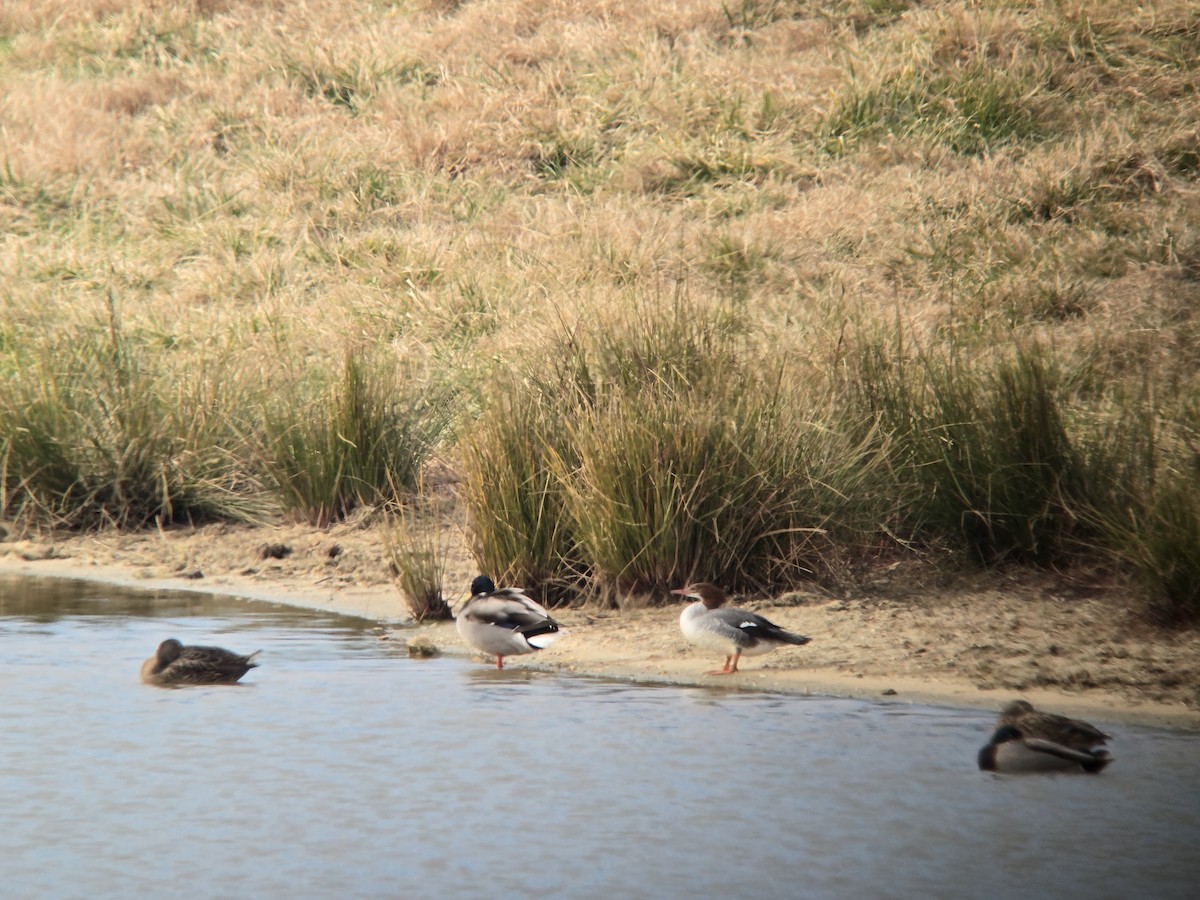 Common Merganser - ML647306387