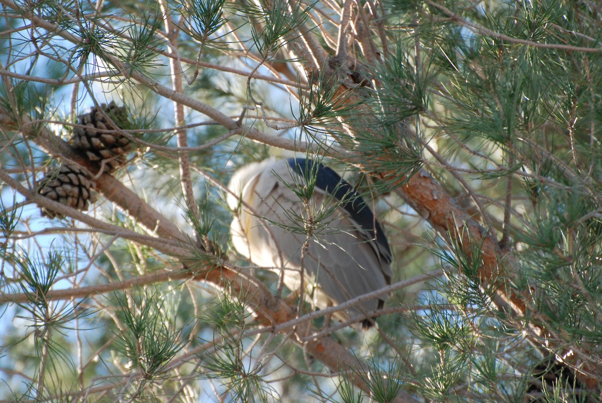 Black-crowned Night Heron - ML647306391