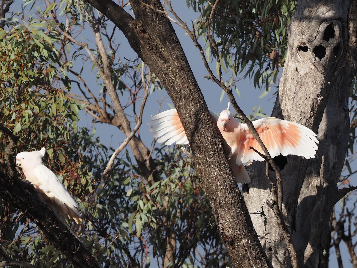 Pink Cockatoo - ML647306392