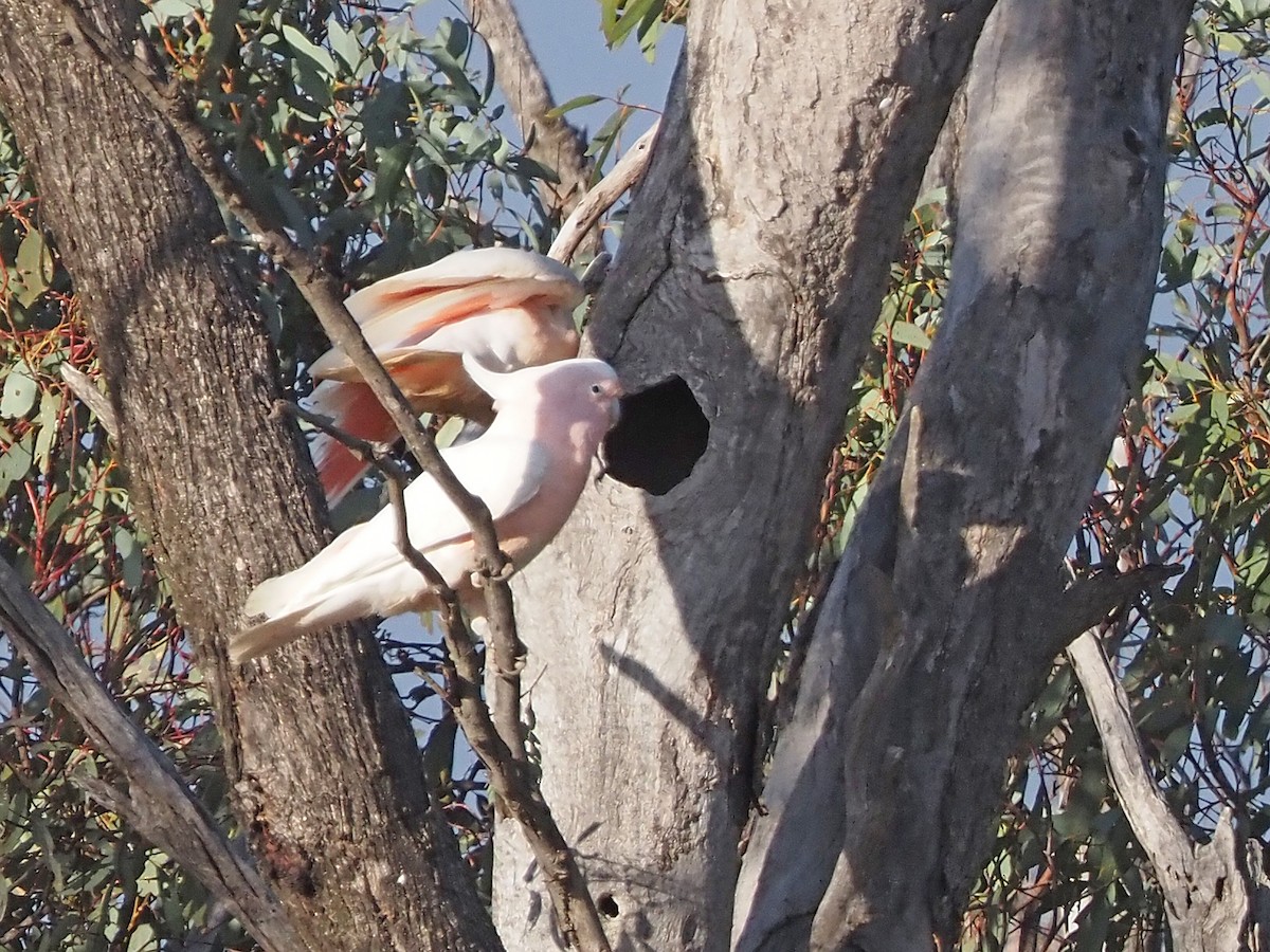 Pink Cockatoo - ML647306393