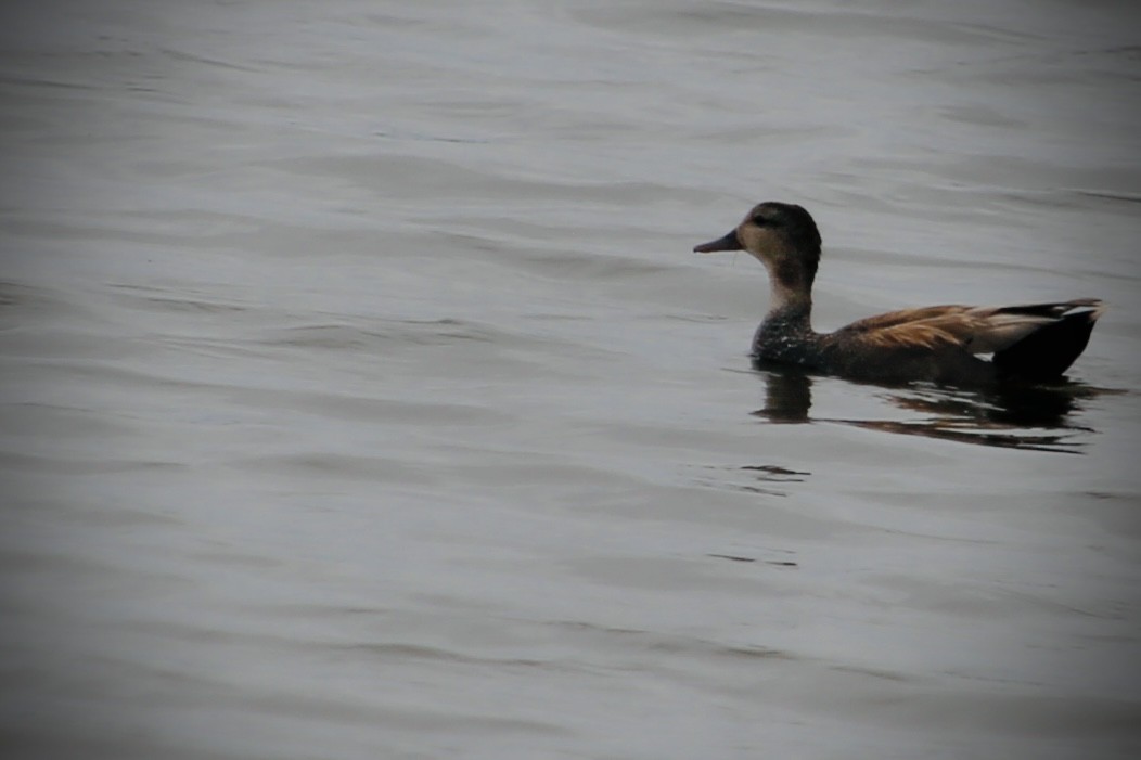 Ipar-ahatea - ML647306402