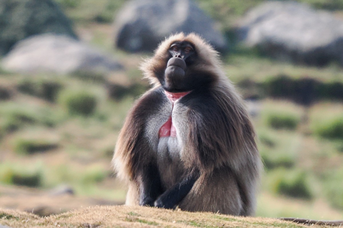 Gelada - ML647306408