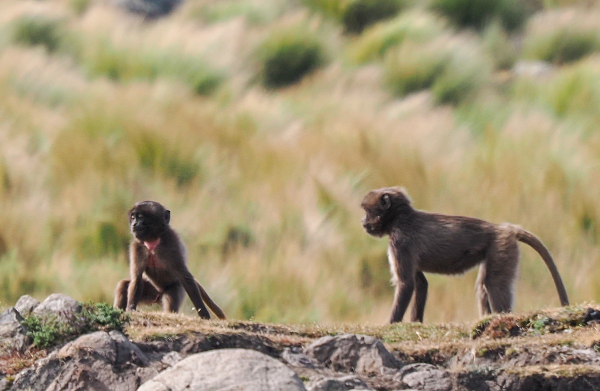 Gelada - ML647306409