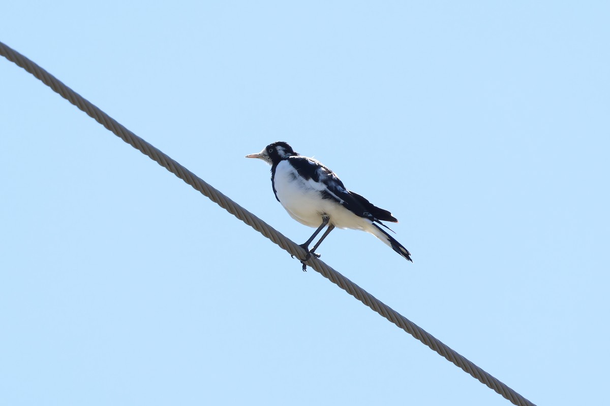 Magpie-lark - ML647306433
