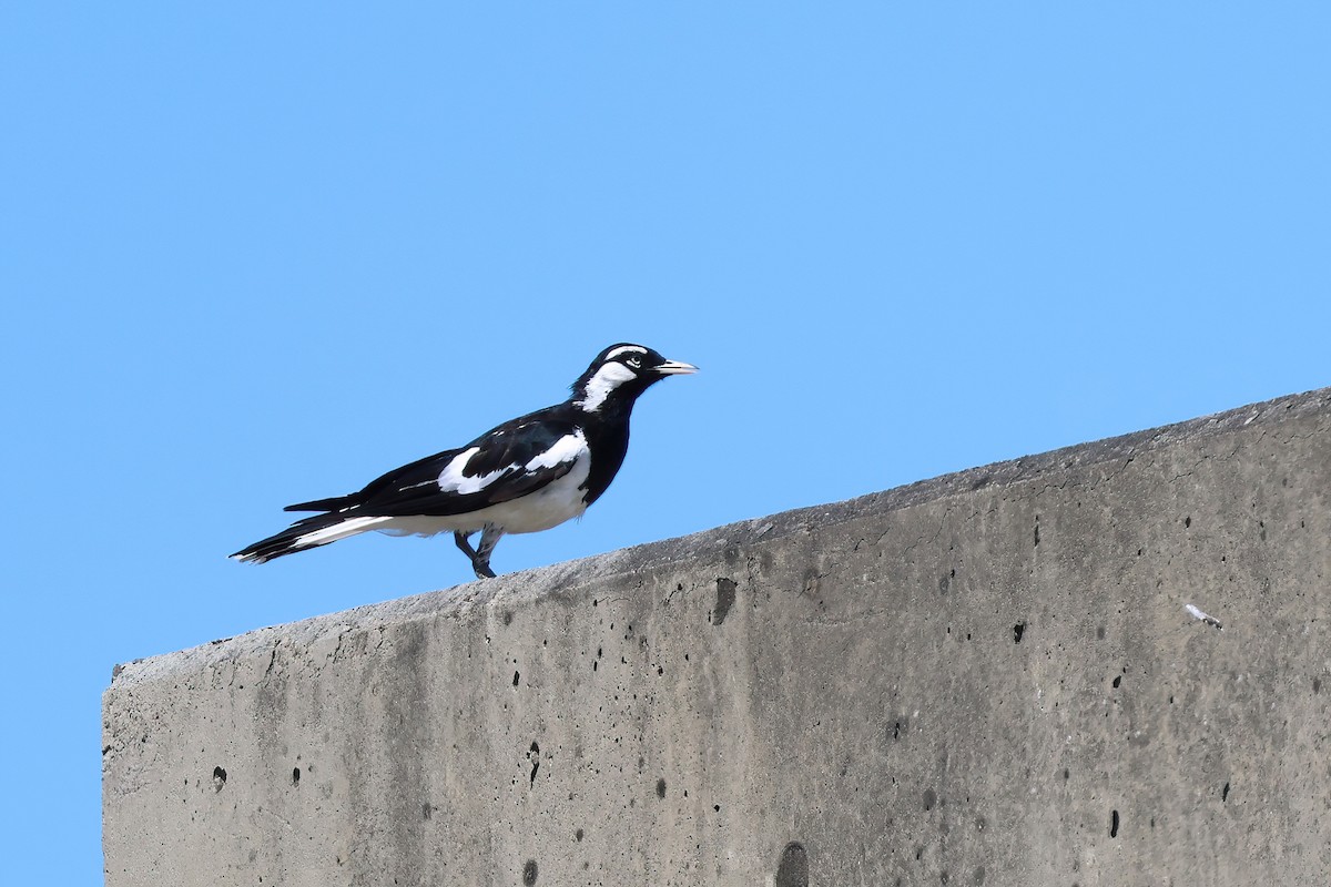Magpie-lark - ML647306434