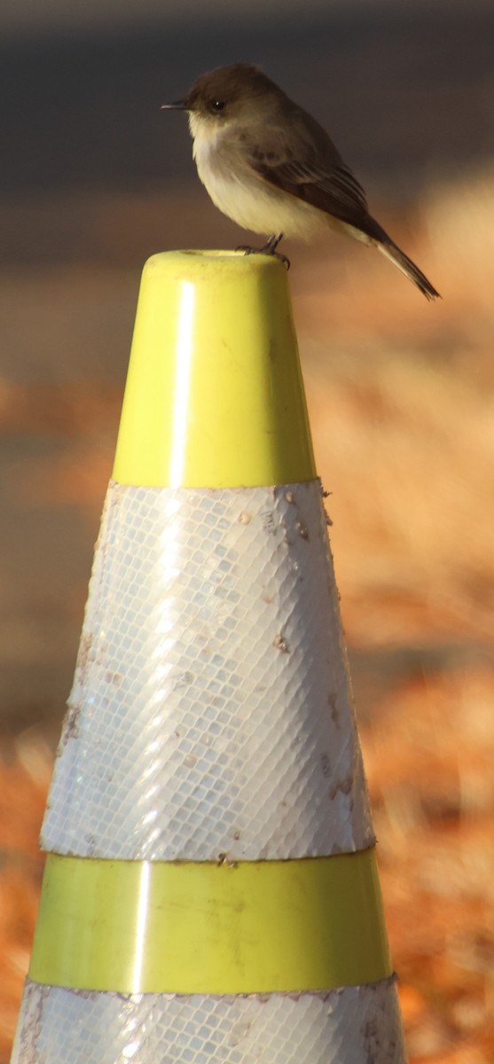 Eastern Phoebe - ML647306436
