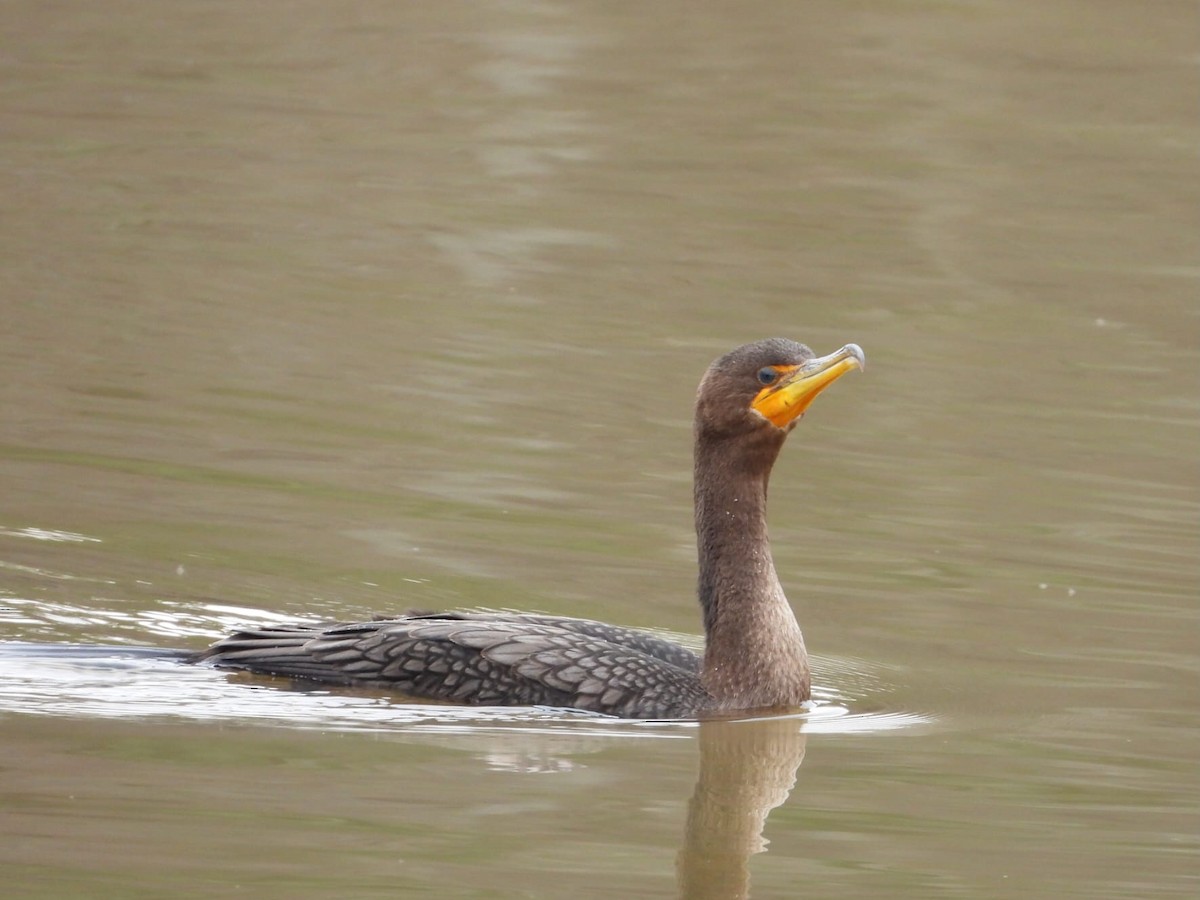 Ohrenscharbe - ML647306437