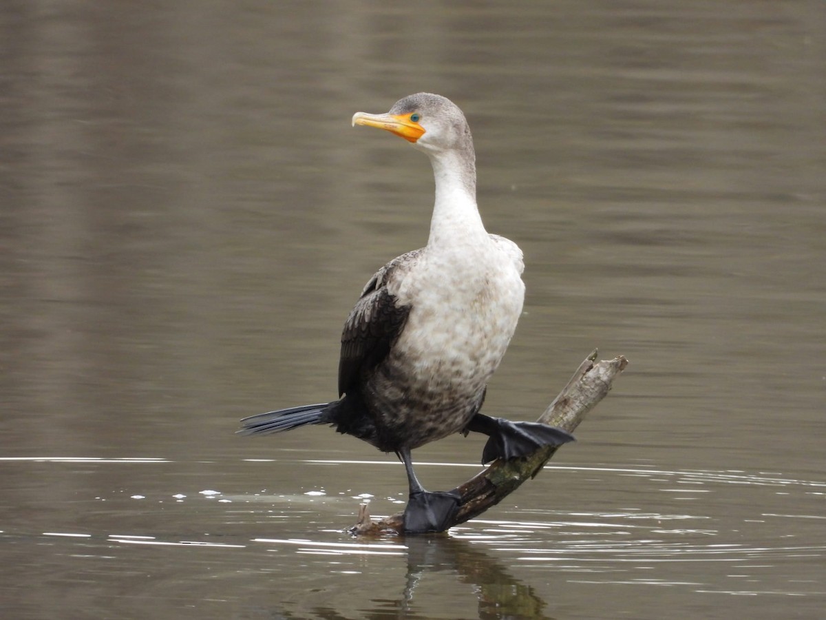 Ohrenscharbe - ML647306438