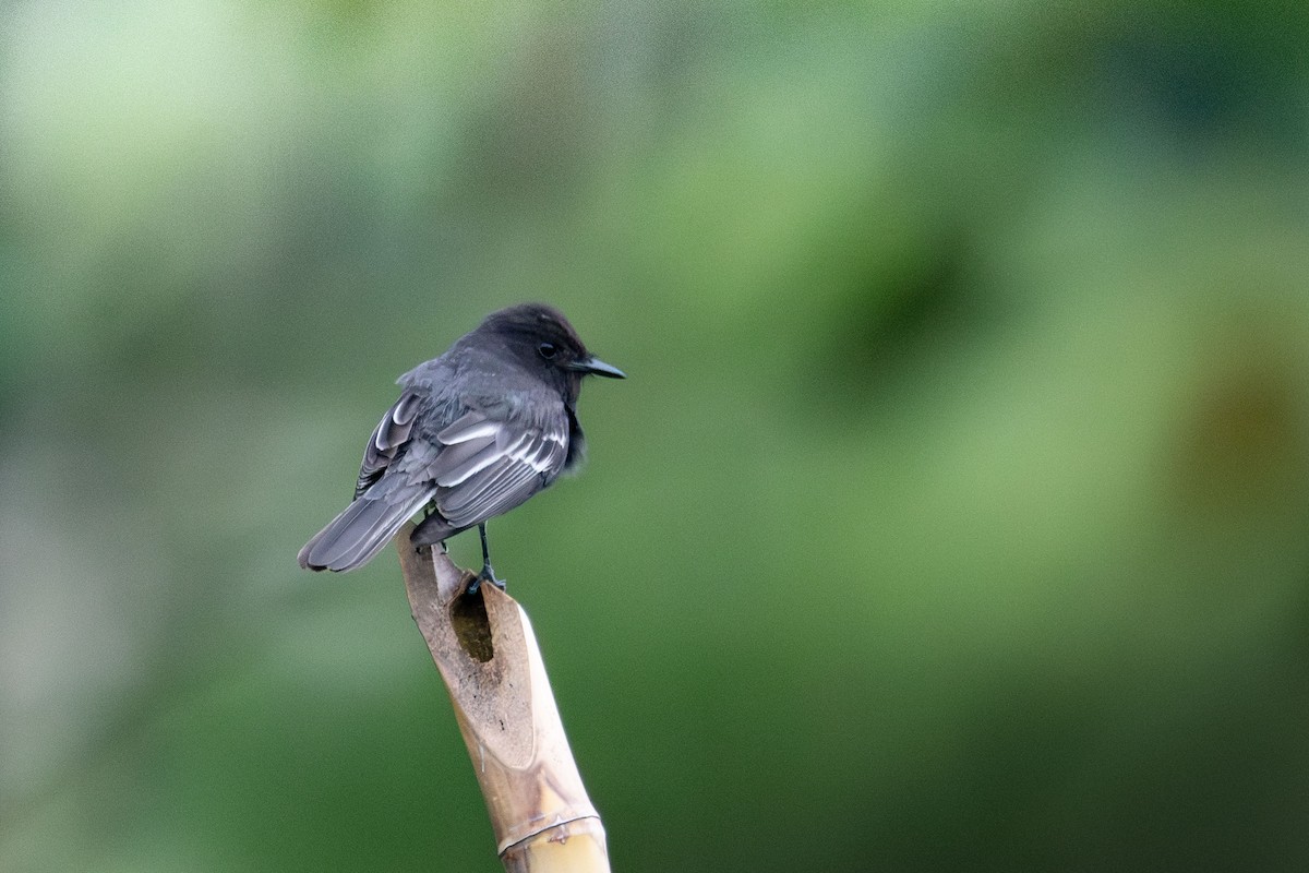 Black Phoebe (White-winged) - ML647306444
