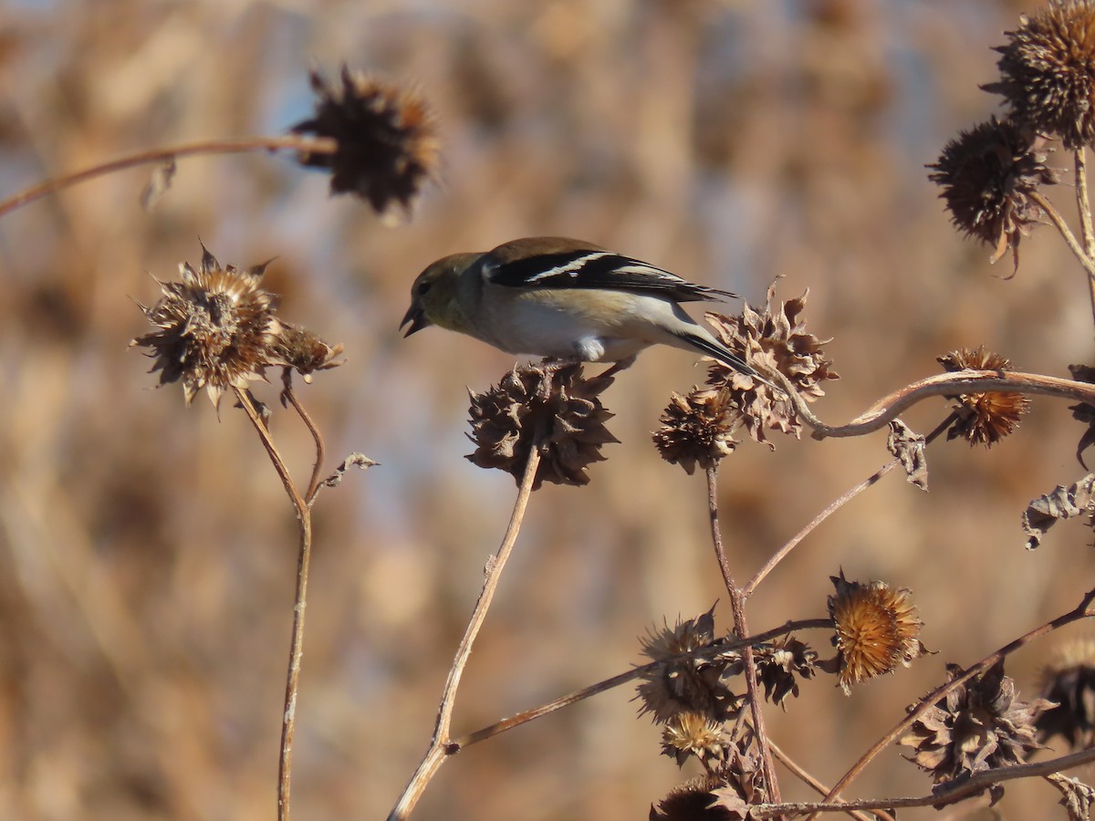 American Goldfinch - ML647306453