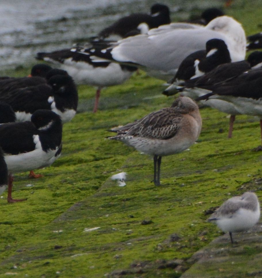 Kıyı Çamurçulluğu - ML647306457