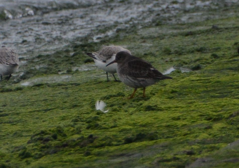 Mor Kumkuşu - ML647306460