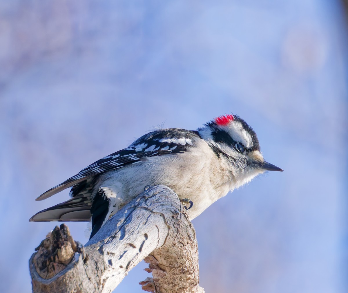 Downy Woodpecker - ML647306461