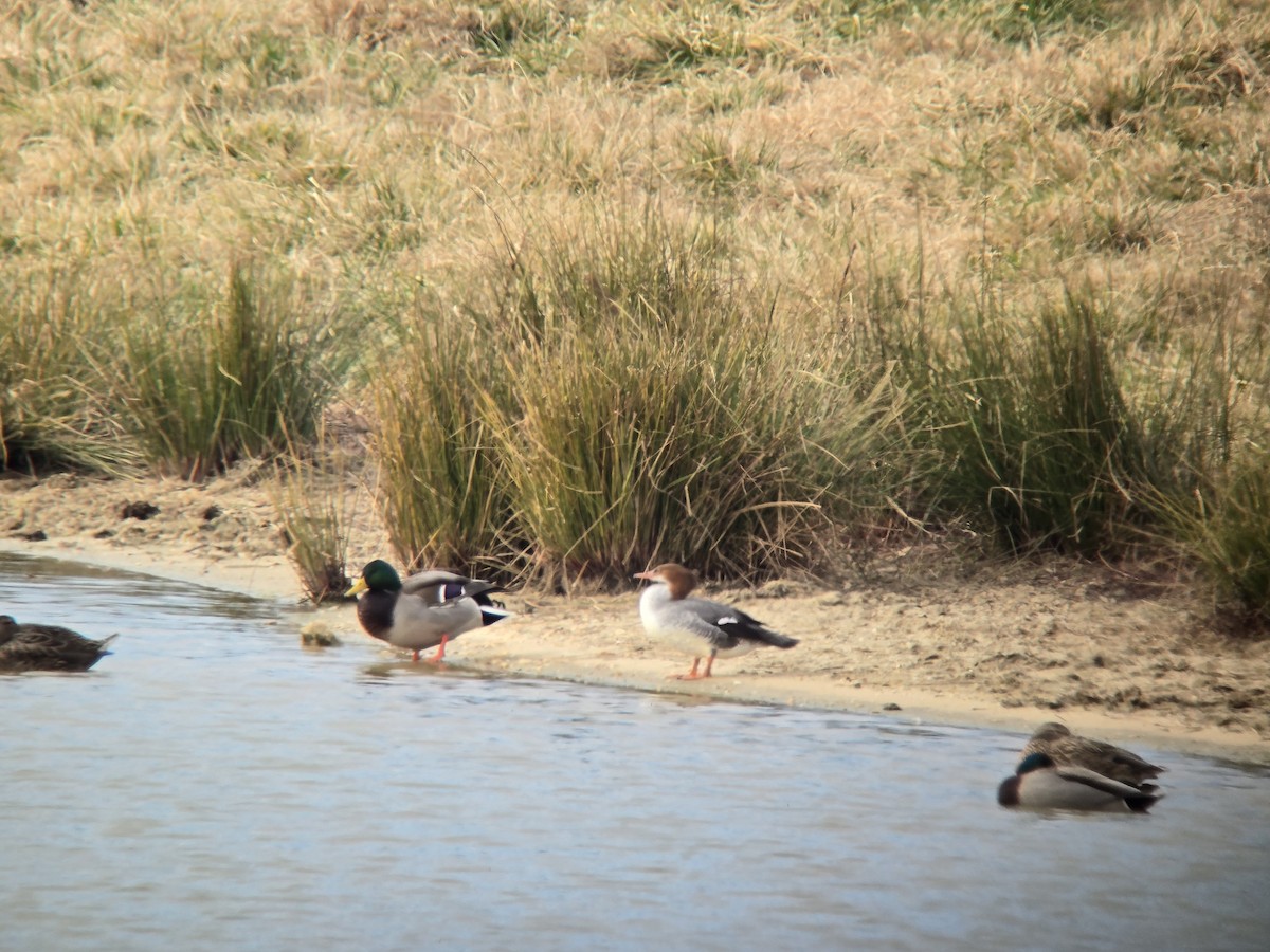 Common Merganser - ML647306472