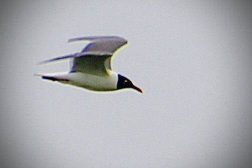 Antxeta mokogorri amerikarra - ML647306476