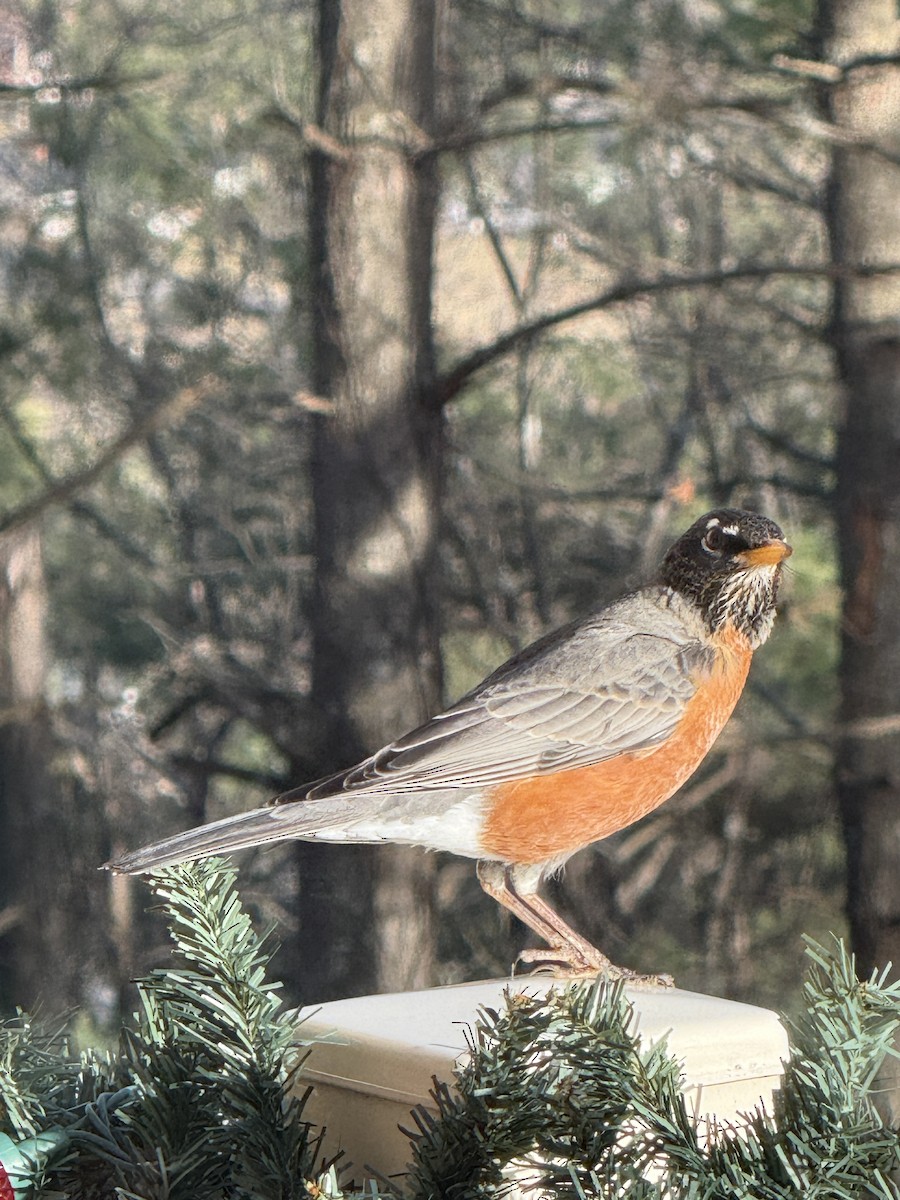 קיכלי נודד - ML647306484