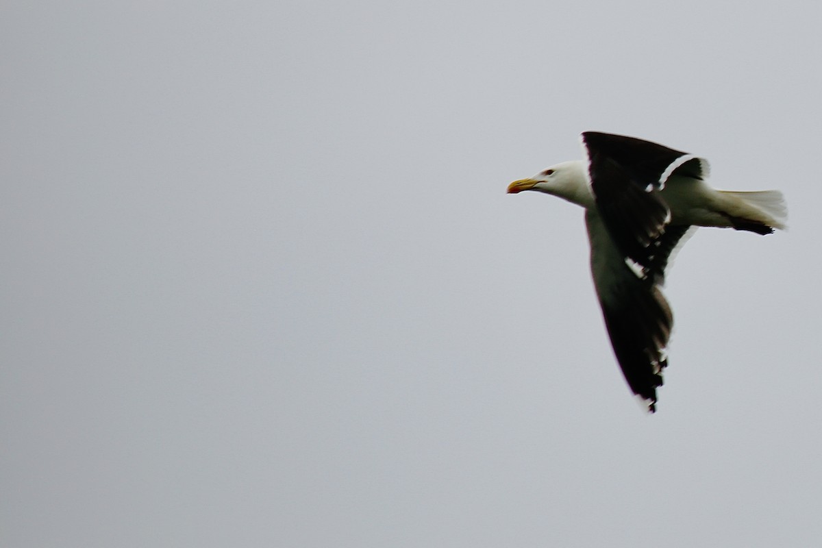 Kaio beltza - ML647306491