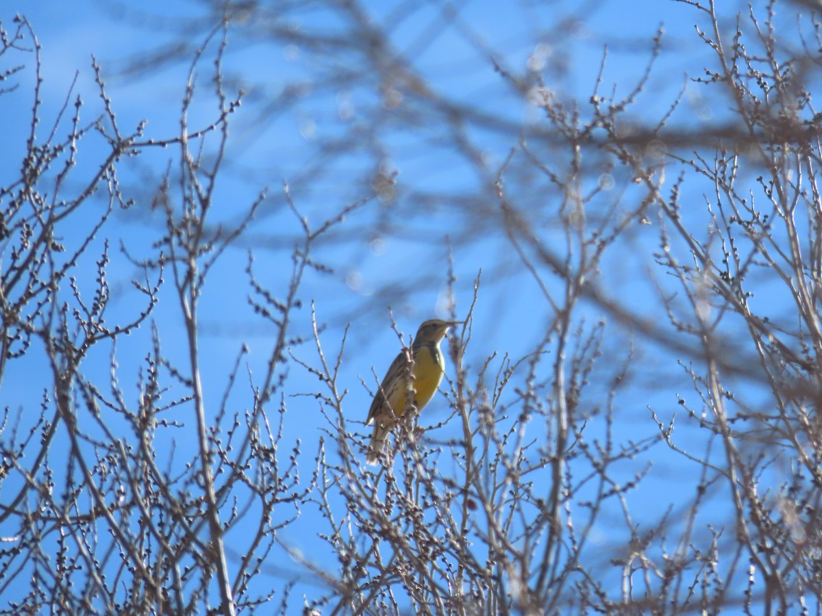 Western Meadowlark - ML647306493