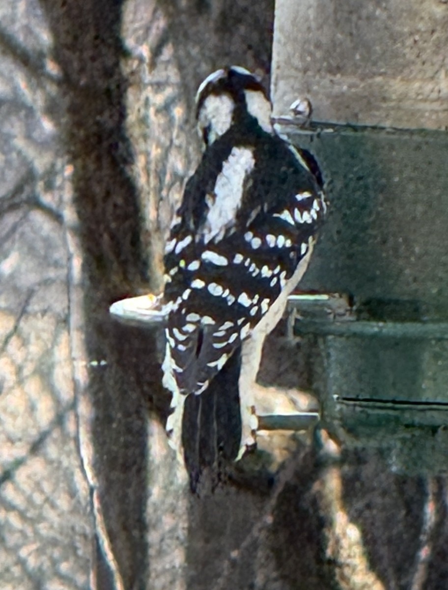 Downy Woodpecker - ML647306500