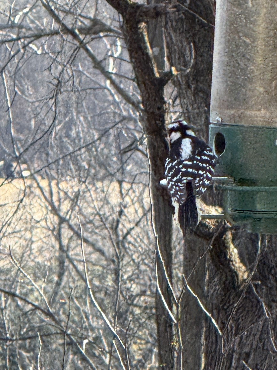Downy Woodpecker - ML647306501