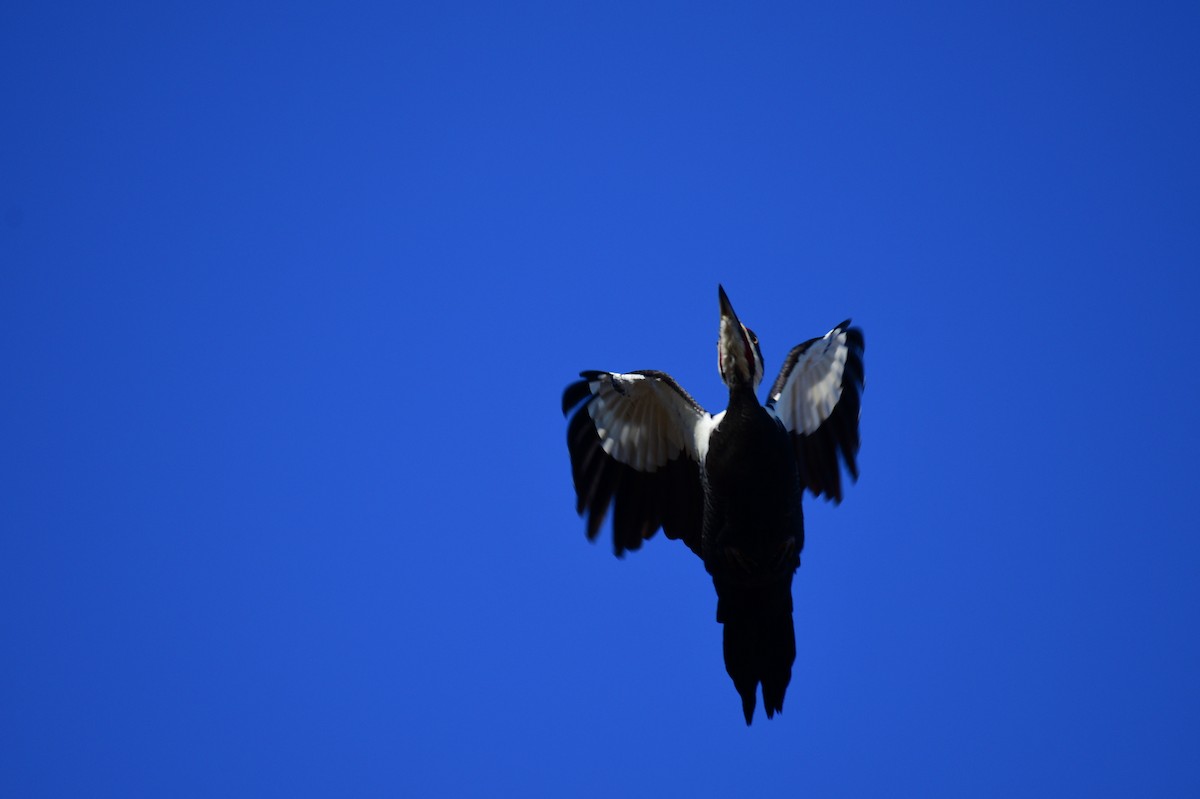 Pileated Woodpecker - ML647306502