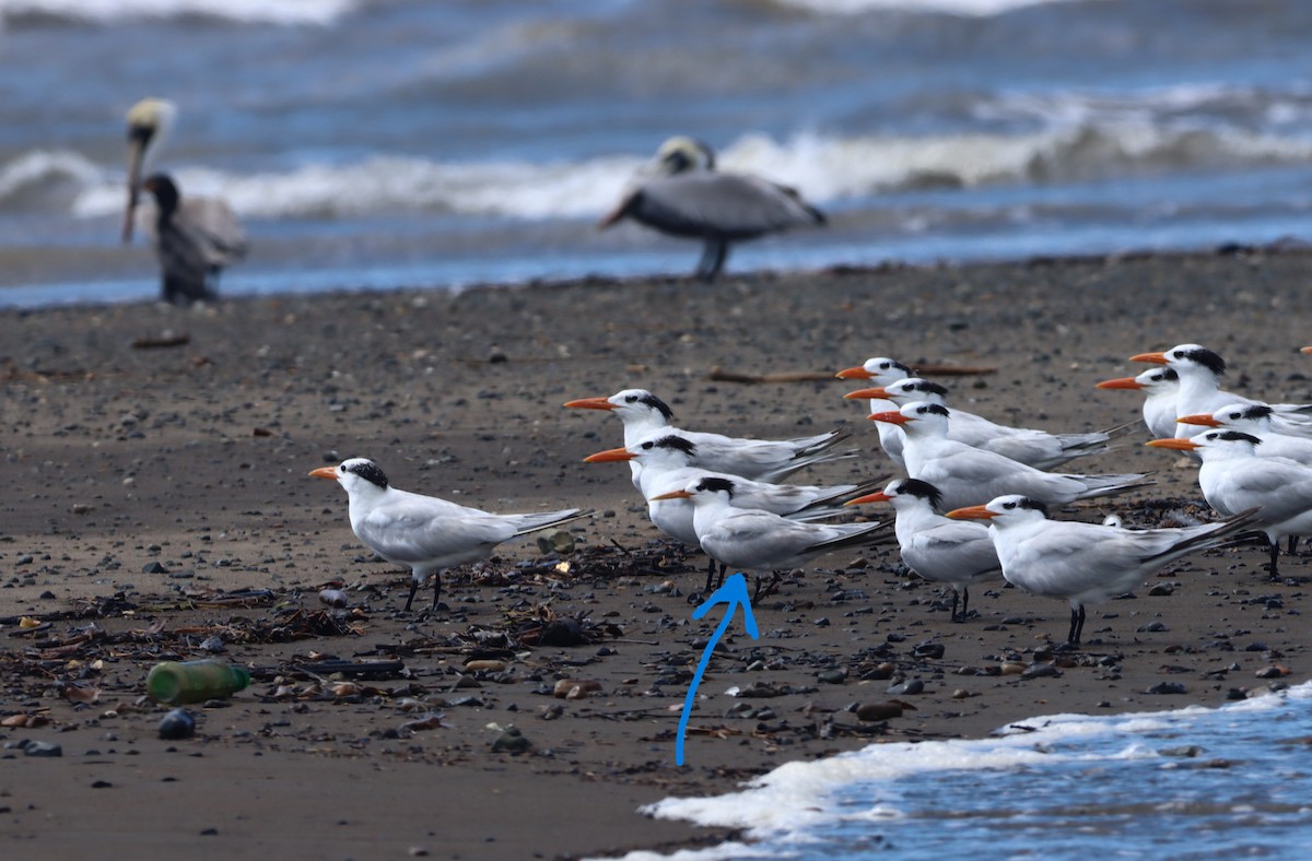 Elegant Tern - ML647306503