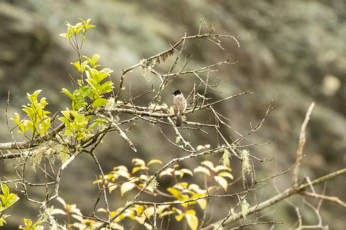 Sooty-headed Bulbul - ML647306507