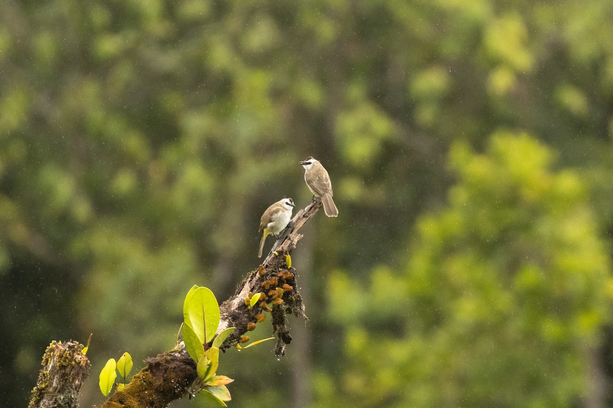 Yellow-vented Bulbul (Sunda) - ML647306512