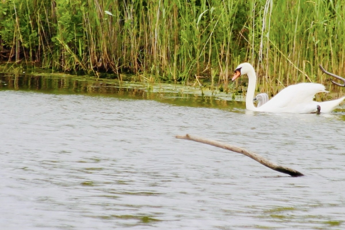 Beltxarga arrunta - ML647306513