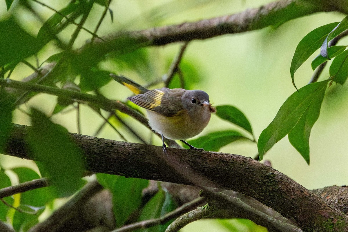 סבכון חכלילי - ML647306526