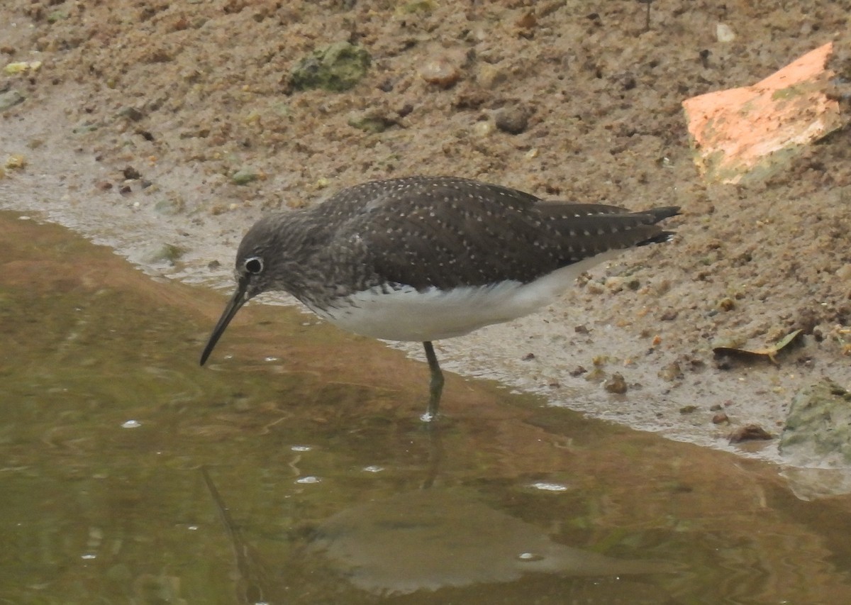 Green Sandpiper - ML647306527