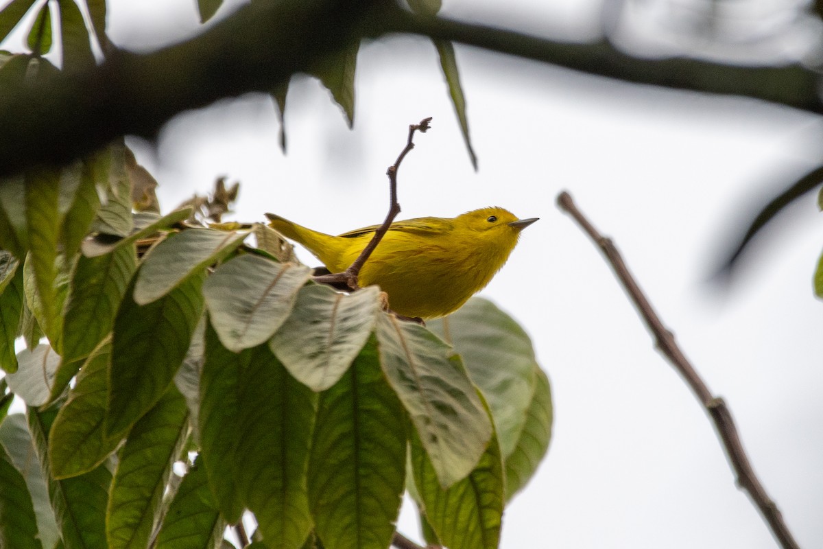 Northern Yellow Warbler - ML647306531