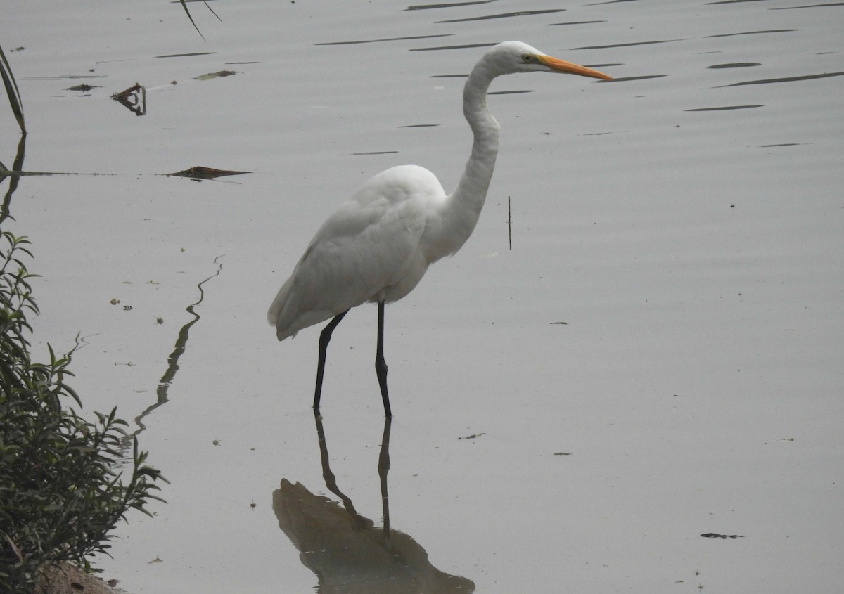 Great Egret - ML647306534