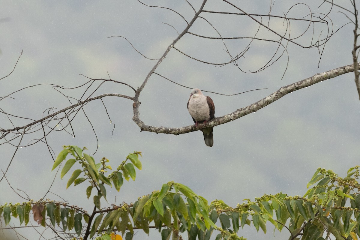 Fahlbauch-Fruchttaube - ML647306540