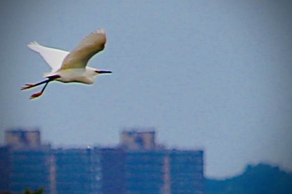 Snowy Egret - ML647306545