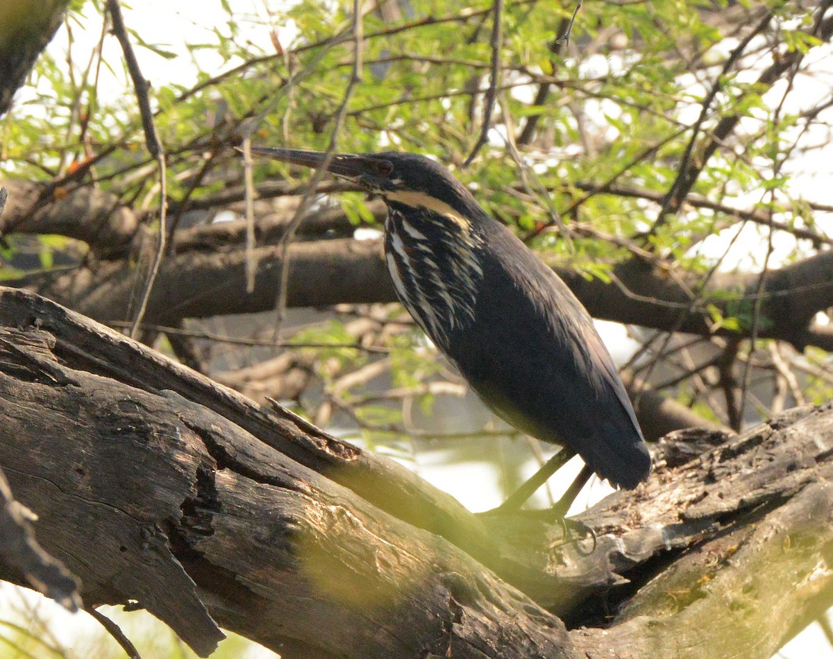 Black Bittern - ML647306557