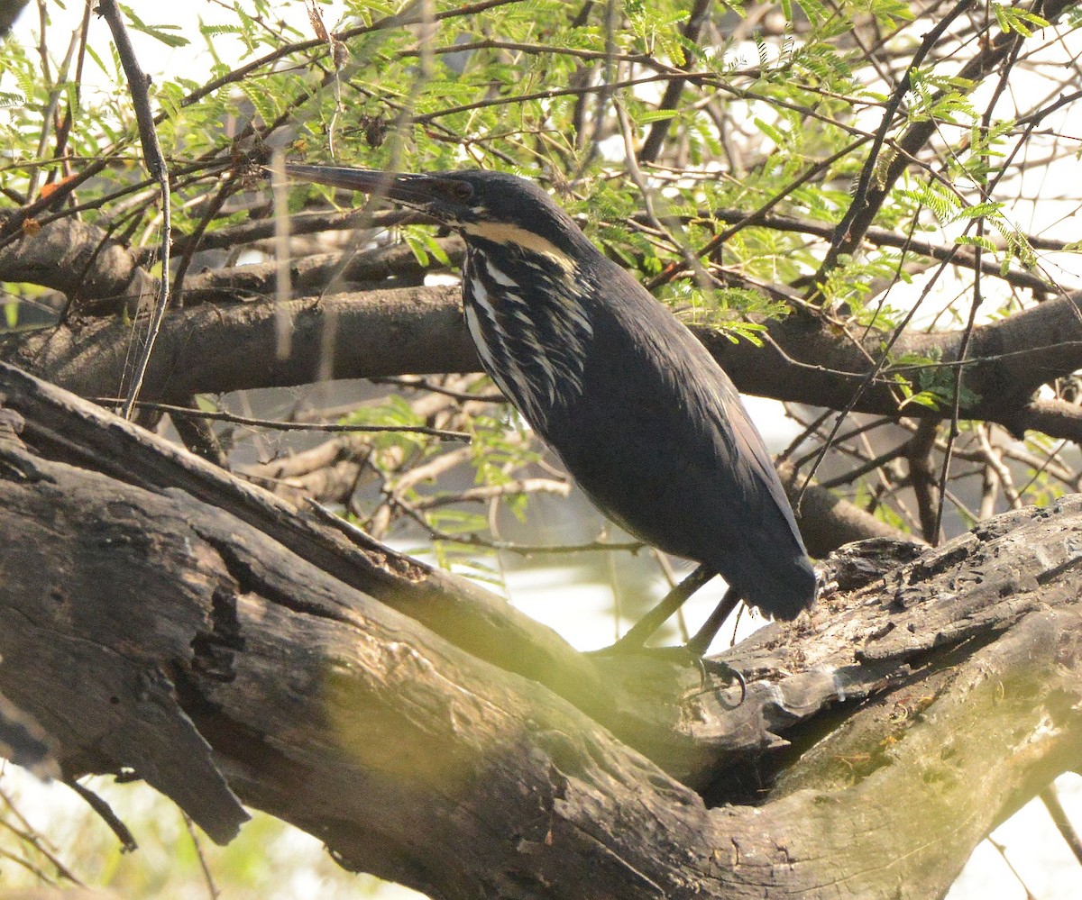 Black Bittern - ML647306558