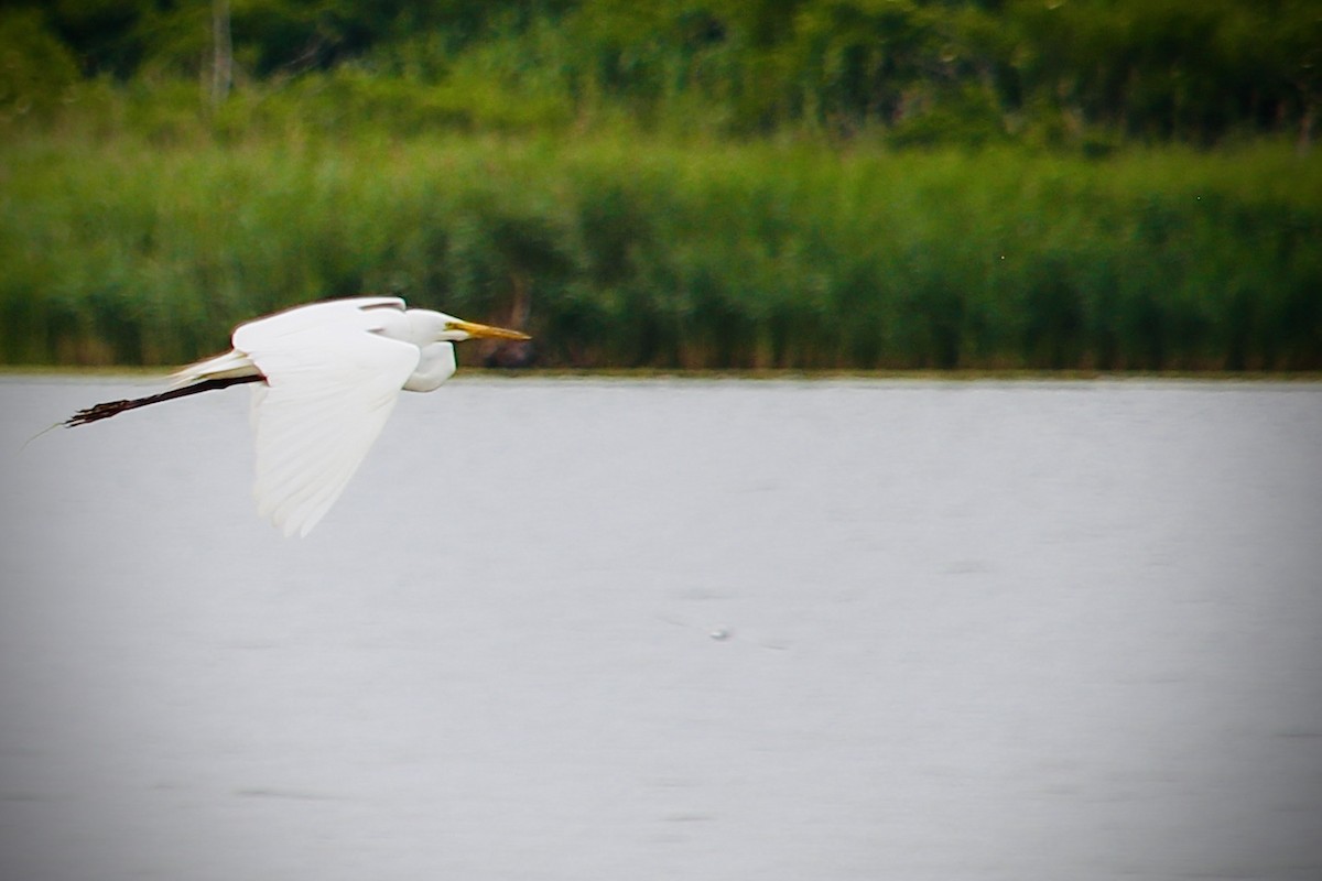 Koartza zuria - ML647306564