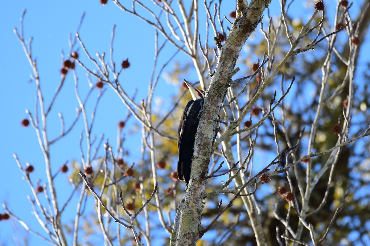 Pileated Woodpecker - ML647306575